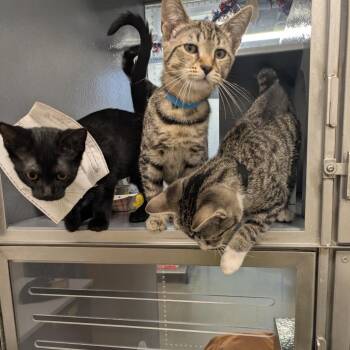 Paisley (blue collar) -  Domestic Short Hair Cat for Adoption in Philadelphia, Pennsylvania - Paisley (blue Collar) | PetCurious
