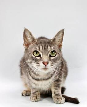 Domestic Short Hair Cats Available for Adoption in Morton Grove, Illinois - Ashlynn | PetCurious