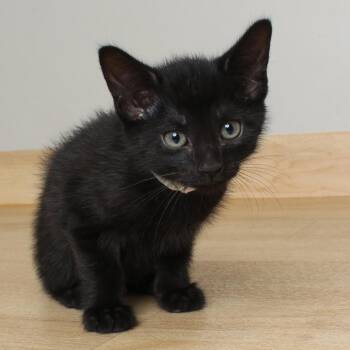 Matcha C69608 -  Domestic Short Hair Cat for Adoption in Minnetonka, Minnesota - Matcha C69608 | PetCurious