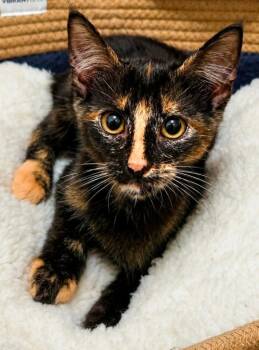 Birthday Brownie -  Domestic Short Hair Cat for Adoption in El Dorado, Arkansas - Birthday Brownie | PetCurious