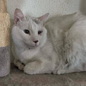 Troy -  Domestic Short Hair Cat for Adoption in Wadena, Minnesota - Troy | PetCurious