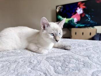Mochi -  Domestic Short Hair Cat for Adoption in West Mifflin, Pennsylvania - Mochi | PetCurious