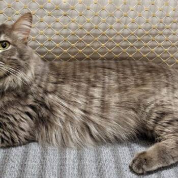Domestic Long Hair and Tabby Cats Available for Adoption - Liza | PetCurious