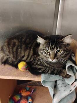 Rescue Domestic Long Hair and Tabby Cats for Adoption in Clawson, Michigan - Paulette | PetCurious