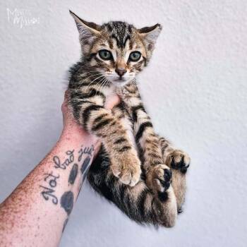 Ren -  Domestic Short Hair Cat for Adoption in Spokane, Washington - Ren | PetCurious