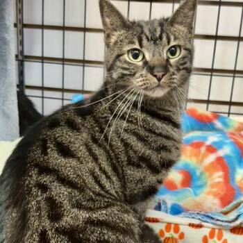 Domestic Short Hair Cats Available for Adoption in Saratoga Springs, New York - Emma | PetCurious