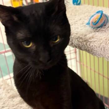 Rescue Domestic Short Hair Cats for Adoption in Dayton, Ohio - Captain Cuddle | PetCurious