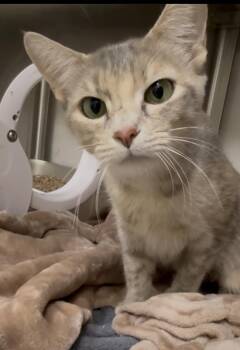 Queen Amidala -  Domestic Short Hair Cat for Adoption in Stratham, New Hampshire - Queen Amidala | PetCurious