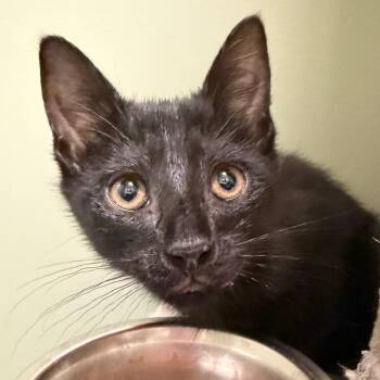 Daisy Mae -  Domestic Short Hair Cat Available for Adoption in Middlebury, Vermont - Daisy Mae | PetCurious