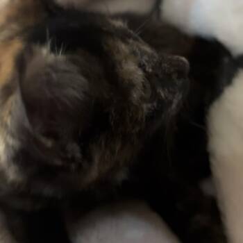 Rescue Domestic Short Hair Cats for Adoption in Fort Worth, Texas - Joan Jett | PetCurious