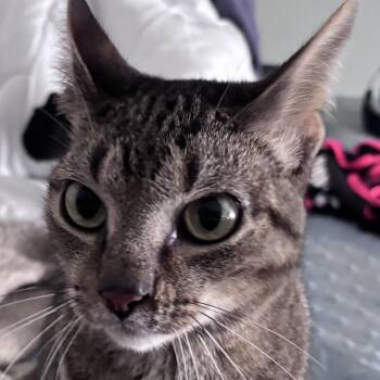 Rescue Domestic Short Hair Cats for Adoption in Sugar Land, Texas - Murphy | PetCurious