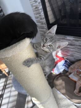 Rescue Tabby and Domestic Short Hair Cats for Adoption in Dallas, Texas - Karen | PetCurious