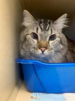 Frankie -  Domestic Long Hair Cat for Adoption in Thayne, Wyoming - Frankie | PetCurious