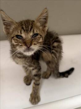 WONDER -  Domestic Short Hair Cat for Adoption in Tracy, California - WONDER | PetCurious
