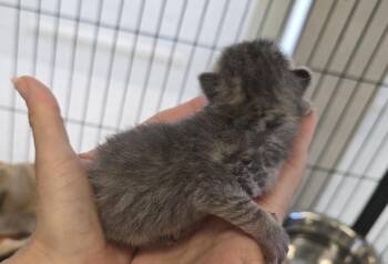 Rip -  Domestic Short Hair Cat for Adoption in Dickson, Tennessee - Rip | PetCurious