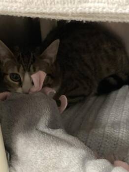 Domestic Short Hair Cats Available for Adoption - MOCHA LATTE | PetCurious