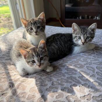 Macadamia -  Domestic Short Hair Cat for Adoption in Saint Paul, Minnesota - Macadamia | PetCurious