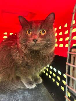 Domestic Long Hair Cats Available for Adoption in Crossville, Tennessee - Pebbles | PetCurious