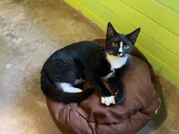 Rescue Domestic Short Hair Cats for Adoption in Pittsboro, North Carolina - Elwood | PetCurious