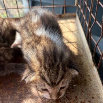 Walnut -  Domestic Short Hair Cat for Adoption in Edinburg, Texas - Walnut | PetCurious