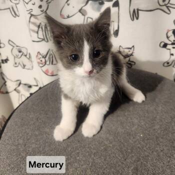 Domestic Medium Hair Cats Available for Adoption in Elyria, Ohio - Mercury | PetCurious