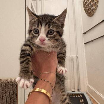 Rescue Domestic Short Hair and Tabby Cats for Adoption in New York, New York - Emily | PetCurious