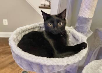 Domestic Short Hair Cats Available for Adoption - Tina Fey | PetCurious