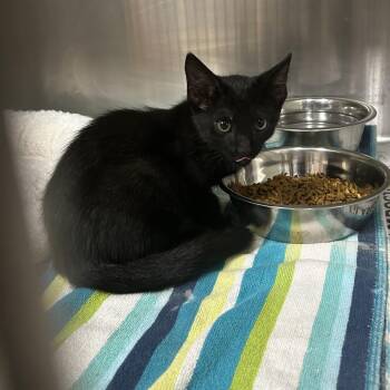 Jace -  Domestic Short Hair Cat for Adoption in Starkville, Mississippi - Jace | PetCurious