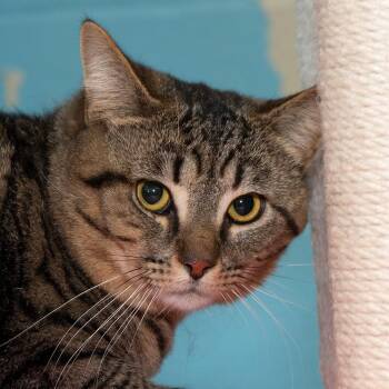 Domestic Short Hair Cats Available for Adoption - Tom | PetCurious