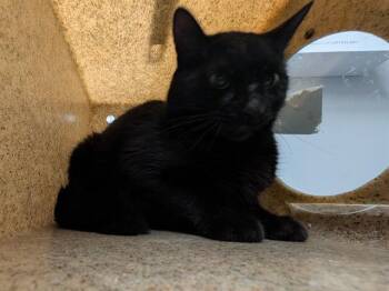 Domestic Short Hair Cats Available for Adoption in Kent, Washington - BARN CAT MEOW | PetCurious