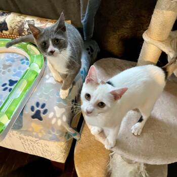 Rescue Domestic Short Hair Cats for Adoption - Sonic & Tails | PetCurious