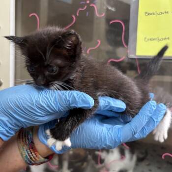 Rocket -  Domestic Short Hair Cat for Adoption in Hinesville, Georgia - Rocket | PetCurious