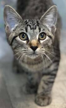 Big Twin -  Domestic Short Hair Cat for Adoption in Shreveport, Louisiana - Big Twin | PetCurious