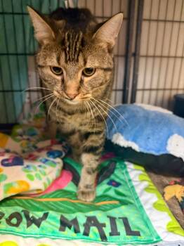 Rescue Domestic Short Hair Cats for Adoption in Algona, Iowa - Venus | PetCurious