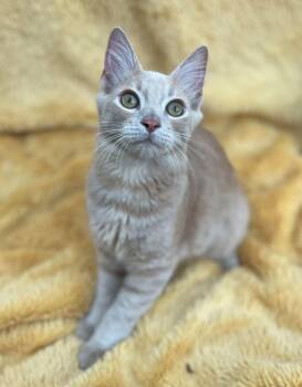 Rescue Domestic Medium Hair Cats for Adoption in Lodi, California - Murray | PetCurious