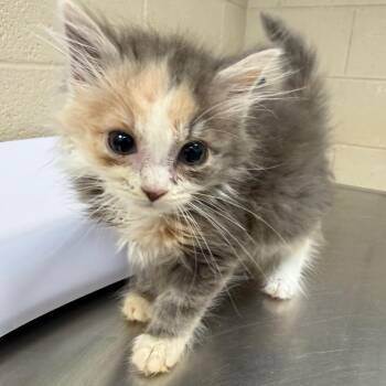 Domestic Medium Hair Cats Available for Adoption in Troy, Virginia - Stix | PetCurious