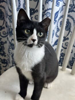 Rescue Domestic Short Hair Cats for Adoption in Ball Ground, Georgia - KK | PetCurious