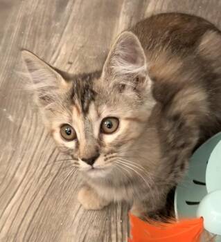Bessie -  Domestic Short Hair Cat for Adoption in Oracle, Arizona - Bessie | PetCurious