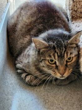 Scarlet -  Domestic Short Hair Cat for Adoption in Roseville, California - Scarlet | PetCurious