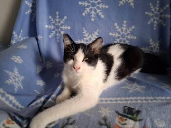 Mocha Courtesy Post -  Domestic Short Hair Cat for Adoption in Laguna Niguel, California - Mocha Courtesy Post | PetCurious