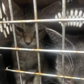 Mermaid -  Domestic Short Hair Cat for Adoption in Philadelphia, Pennsylvania - Mermaid | PetCurious