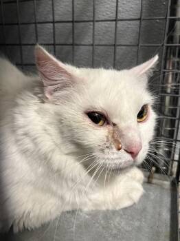 Domestic Long Hair Cats Available for Adoption - CHERRY | PetCurious