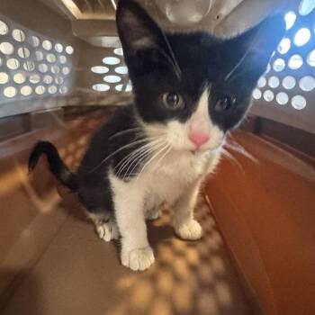 Milkshake -  Domestic Short Hair Cat for Adoption in Brentwood, Missouri - Milkshake | PetCurious