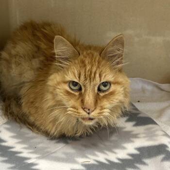 Big Fella -  Domestic Medium Hair and Domestic Short Hair Cat for Adoption in Binghamton, New York - Big Fella | PetCurious