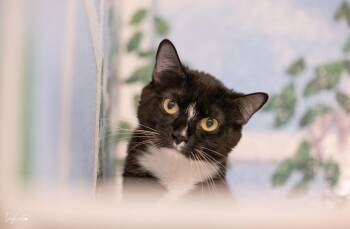 Rescue Domestic Short Hair Cats for Adoption in Lincoln, California - Racer | PetCurious