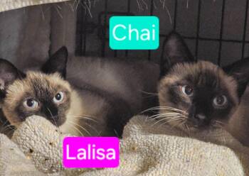 Chai -  Domestic Short Hair Cat for Adoption in Shell Lake, Wisconsin - Chai | PetCurious
