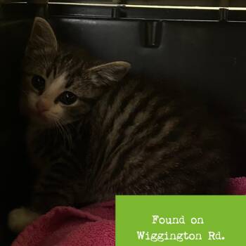 Domestic Short Hair Cats Available for Adoption in Roanoke, Virginia - Chili | PetCurious