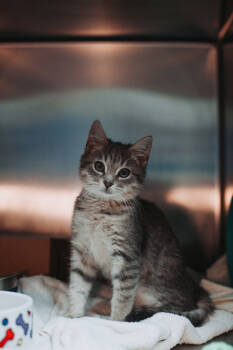 Rescue Domestic Short Hair Cats for Adoption in North Charleston, South Carolina - 89072a Shakira | PetCurious