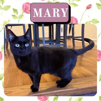 Domestic Short Hair Cats Available for Adoption - Mary | PetCurious