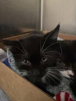 Curly -  Domestic Short Hair Cat for Adoption in West Chester, Pennsylvania - Curly | PetCurious